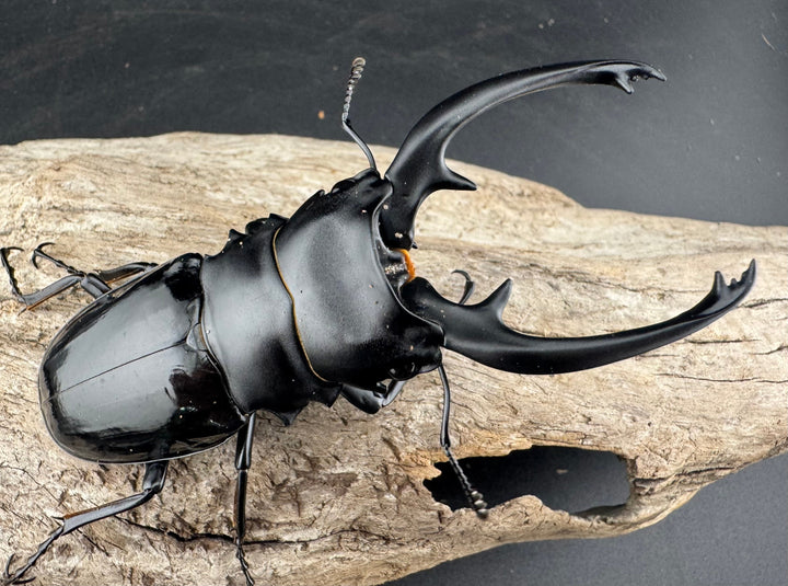 【WD】《インターメディアツヤクワガタ バタラザ産 92mm ペア》