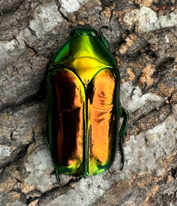 レア産地《センパーオオヒラタカナブン ペア》