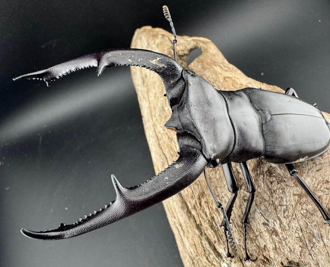 【WD】《マンディブラリスフタマタ 103.5mm ペア》