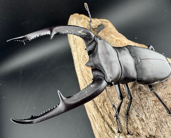 【WD】《マンディブラリスフタマタ 103.5mm ペア》