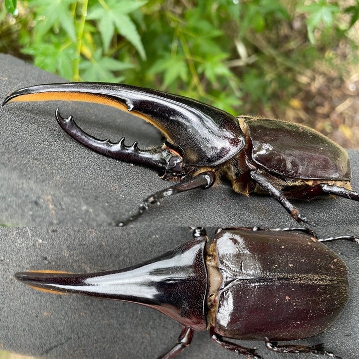 《ヘラクレス・ヘラクレス AG血統アウト 幼虫1頭》 inohiro109氏ブリード個体