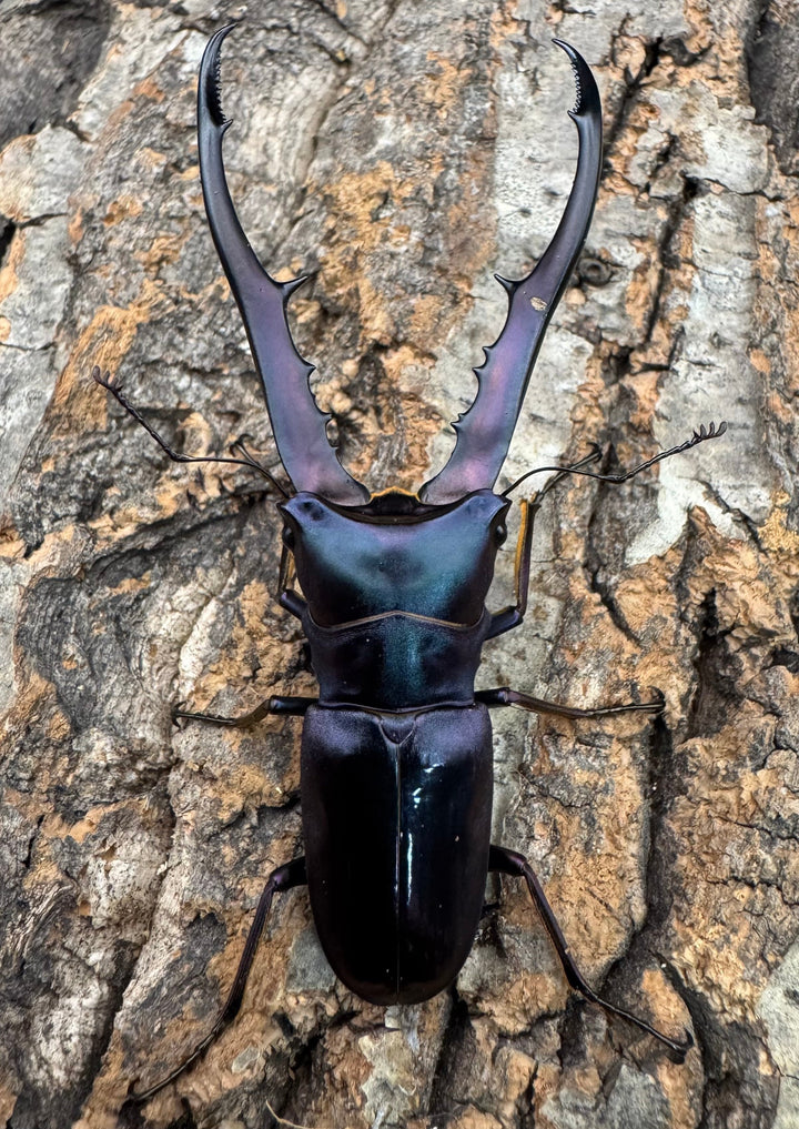 【美麗】《メタリフェルホソアカ 74mm ペア》わたくわ氏ブリード個体