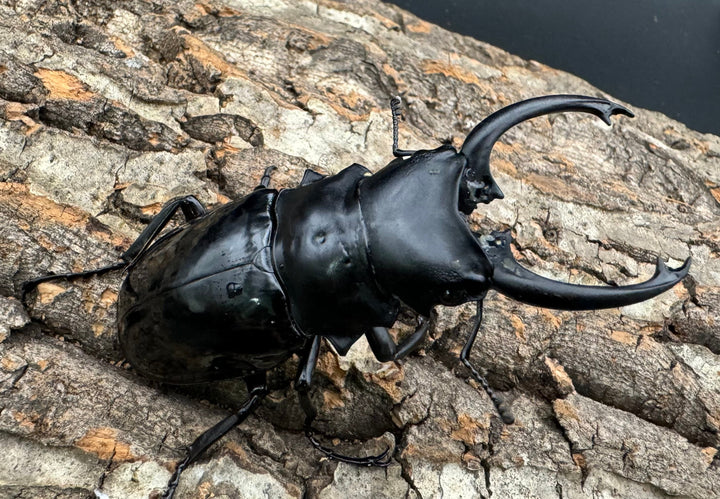 【WD】《ダールマンツヤクワガタ亜種celebensis 80mm ペア》