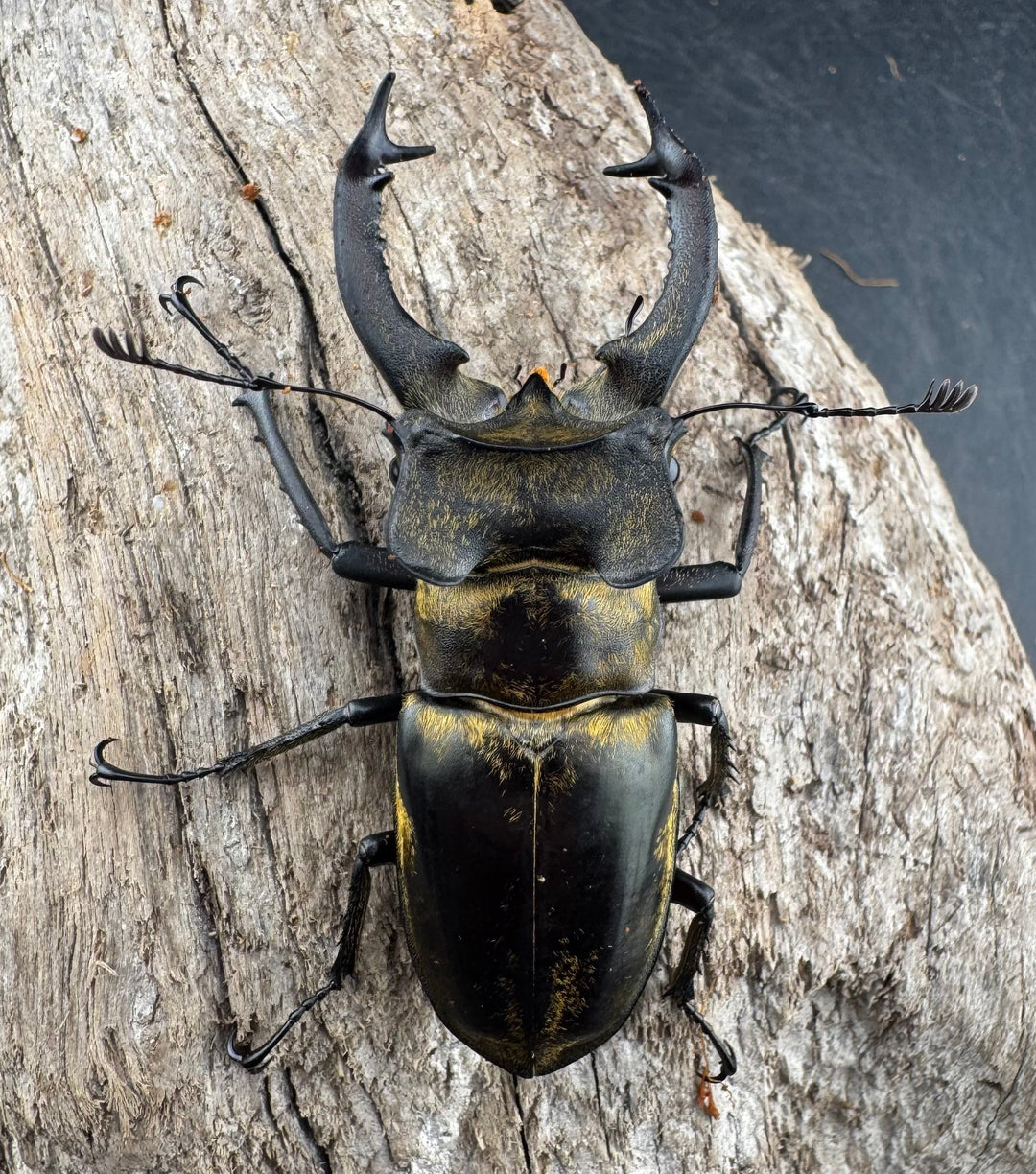 【WD】《セリケウスミヤマ原名亜種 61.5mm ペア》