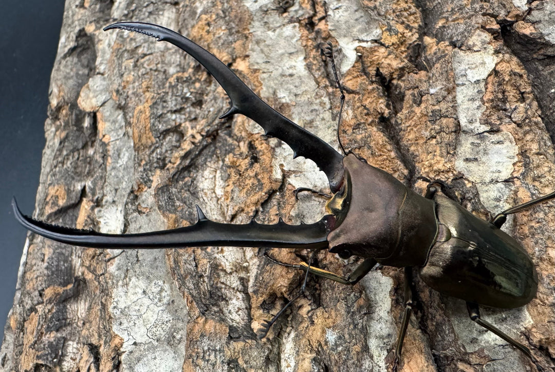 【WD】《メタリフェルホソアカ亜種finae 85mm ペア》