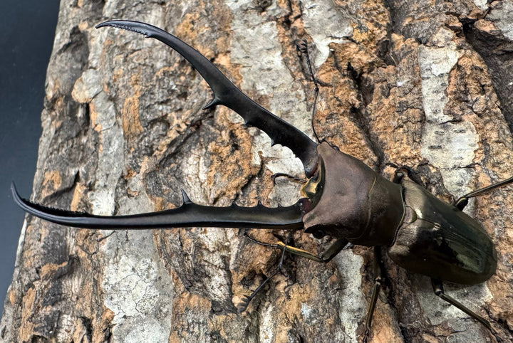 【WD】《メタリフェルホソアカ亜種finae 85mm ペア》