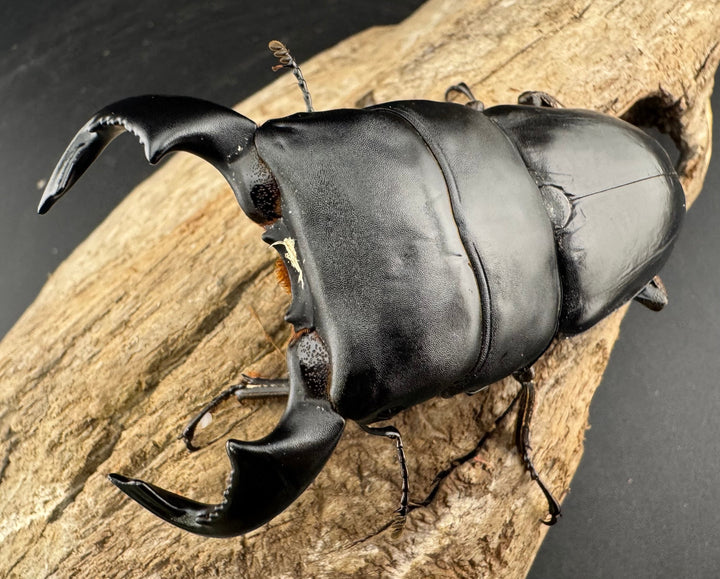 【WF4】《ダイオウヒラタ 東ジャワ産 80mm ペア》