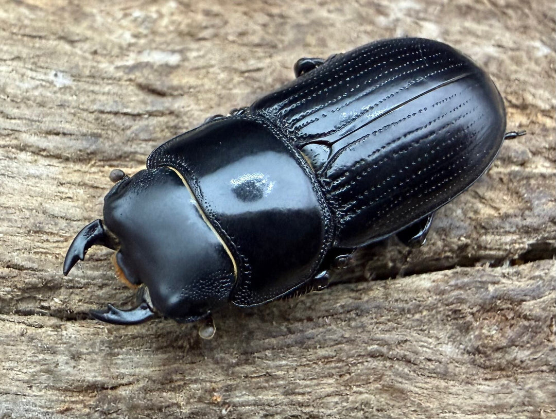 【WD】《ドルクス カツラ ssp.  雲南省産 22.5mm ♂♀♀トリオ》