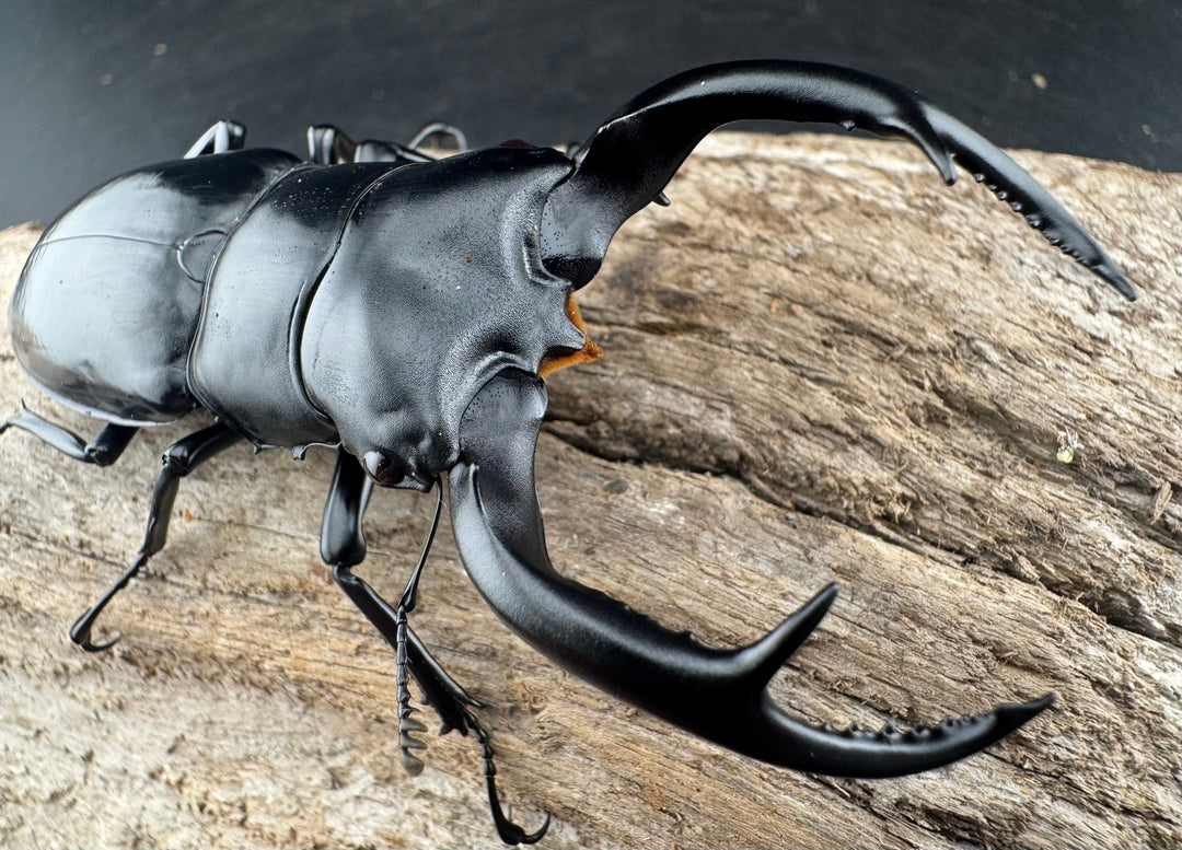 【WD】《ウエストウッディ亜種カズミアエ 雲南省産 81mm ペア》