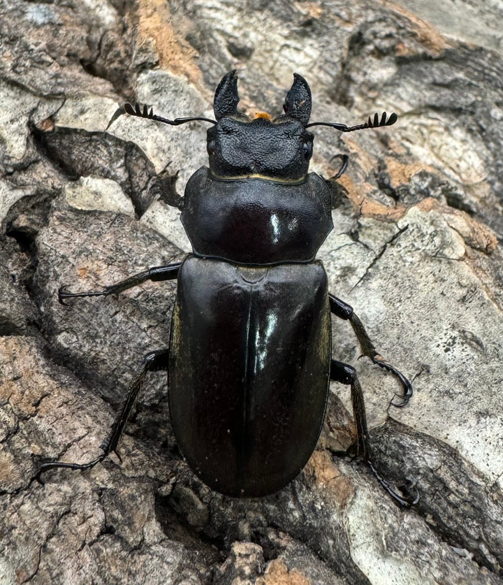 【WD】《ディルクミヤマクワガタ ♀単》