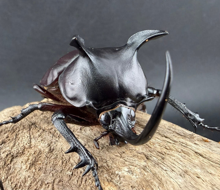 【WD】《シャムゴホンツノカブト 66mm ペア》