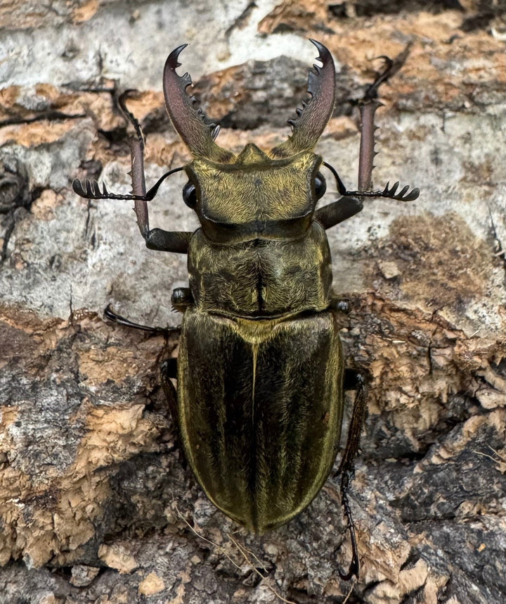 《メアレーミヤマ 35mm ペア》