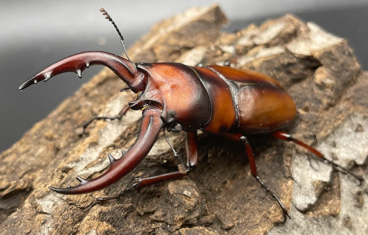 《トカラノコギリクワガタ　ホワイトアイ　2令～3令　幼虫　3頭セット》