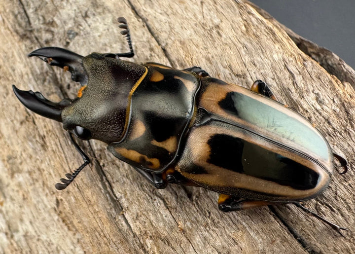 【WD】《ゼブラノコギリクワガタ亜種ledae 38mm ペア》