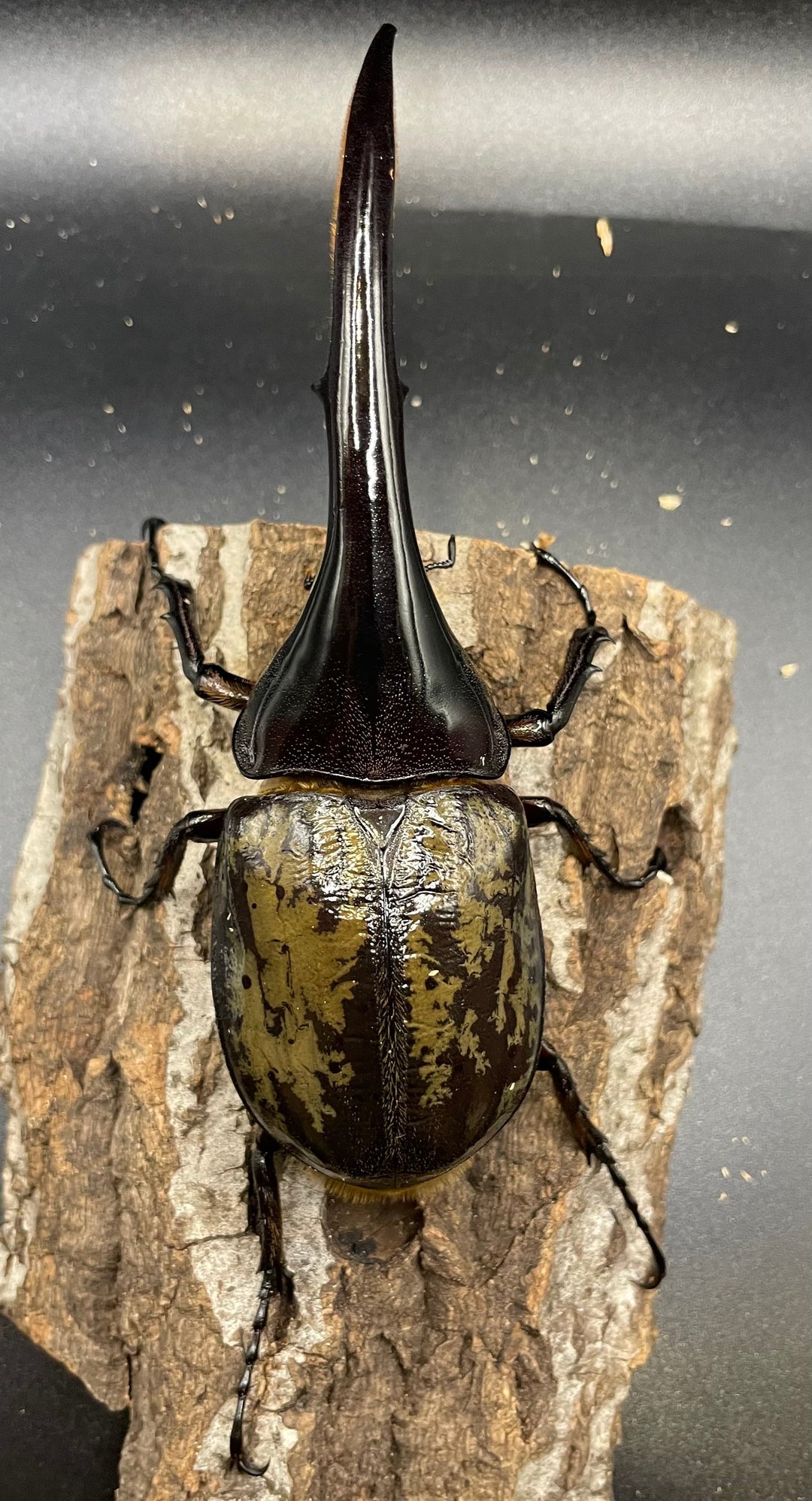 《ヘラクレス・ヘラクレス 143mm ペア》KING HERCULES氏ブリード個体