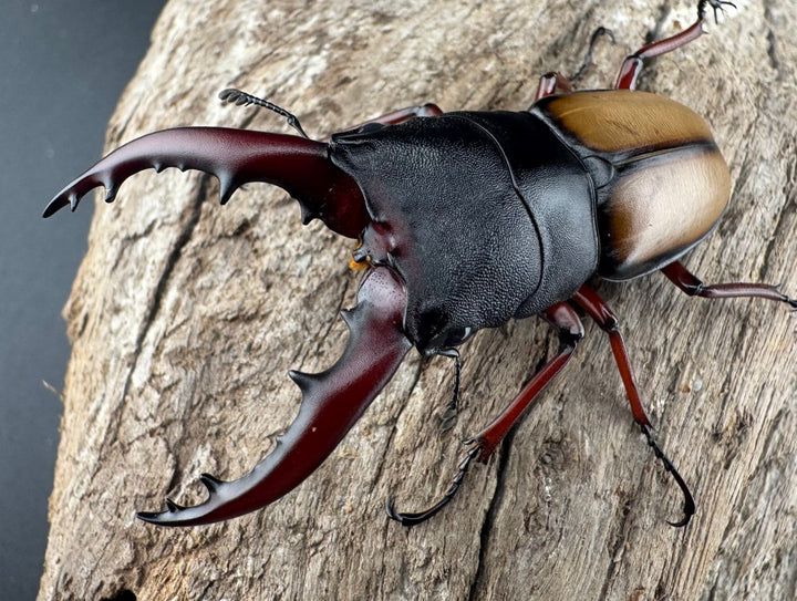 《ウムハンギノコギリクワガタ 58mm ペア》