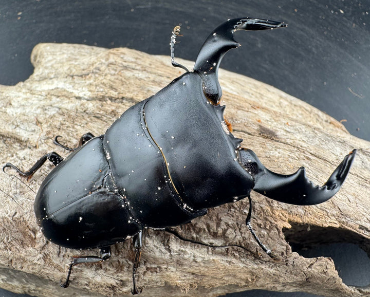 【WD】《ダイオウヒラタ 東ジャワ産 81mm ペア》