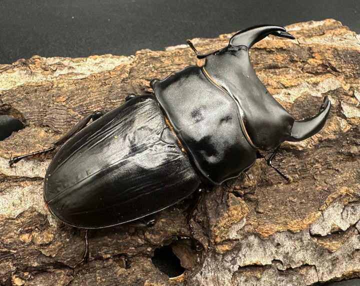 《オオクワガタ 川西血統 78mm ペア》ヒート氏ブリード個体