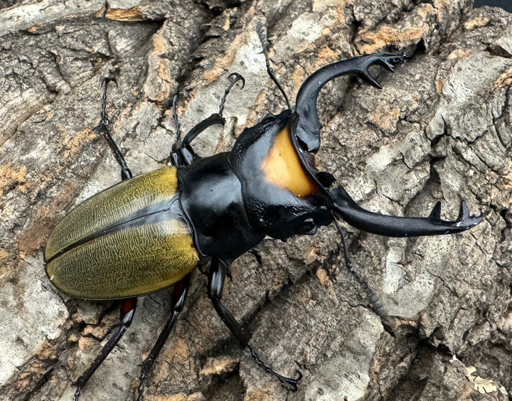 【WD】《ラコダールツヤクワガタ 76mm ペア》