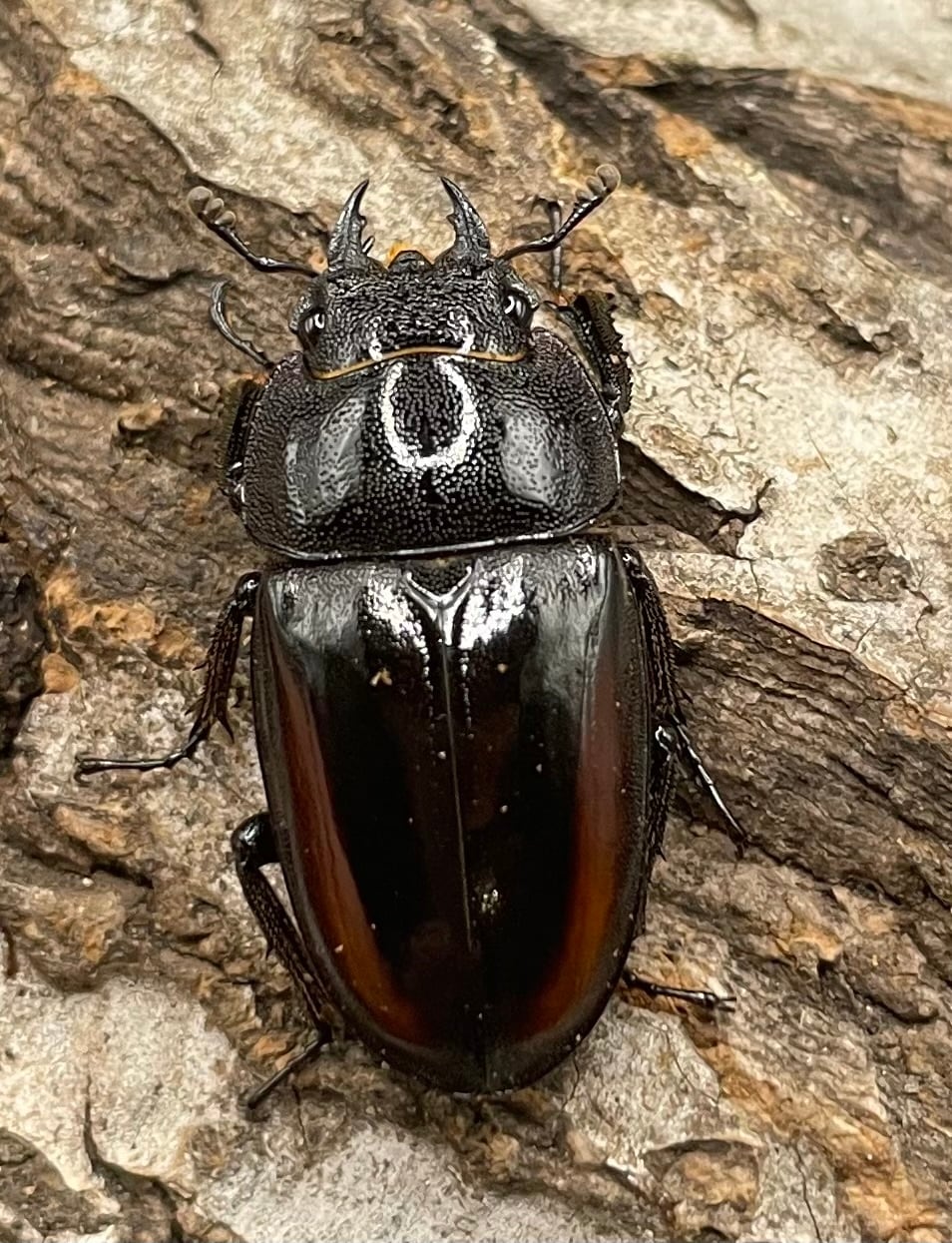 《レニノコギリ 紋あり 56mm ペア》