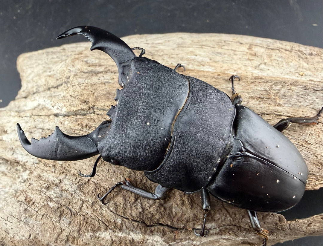 【WD】《スラウェシオオヒラタ 南スラウェシ産 81mm ペア》