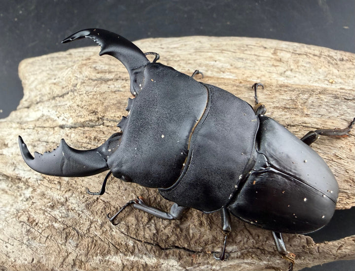 【WD】《スラウェシオオヒラタ 南スラウェシ産 81mm ペア》