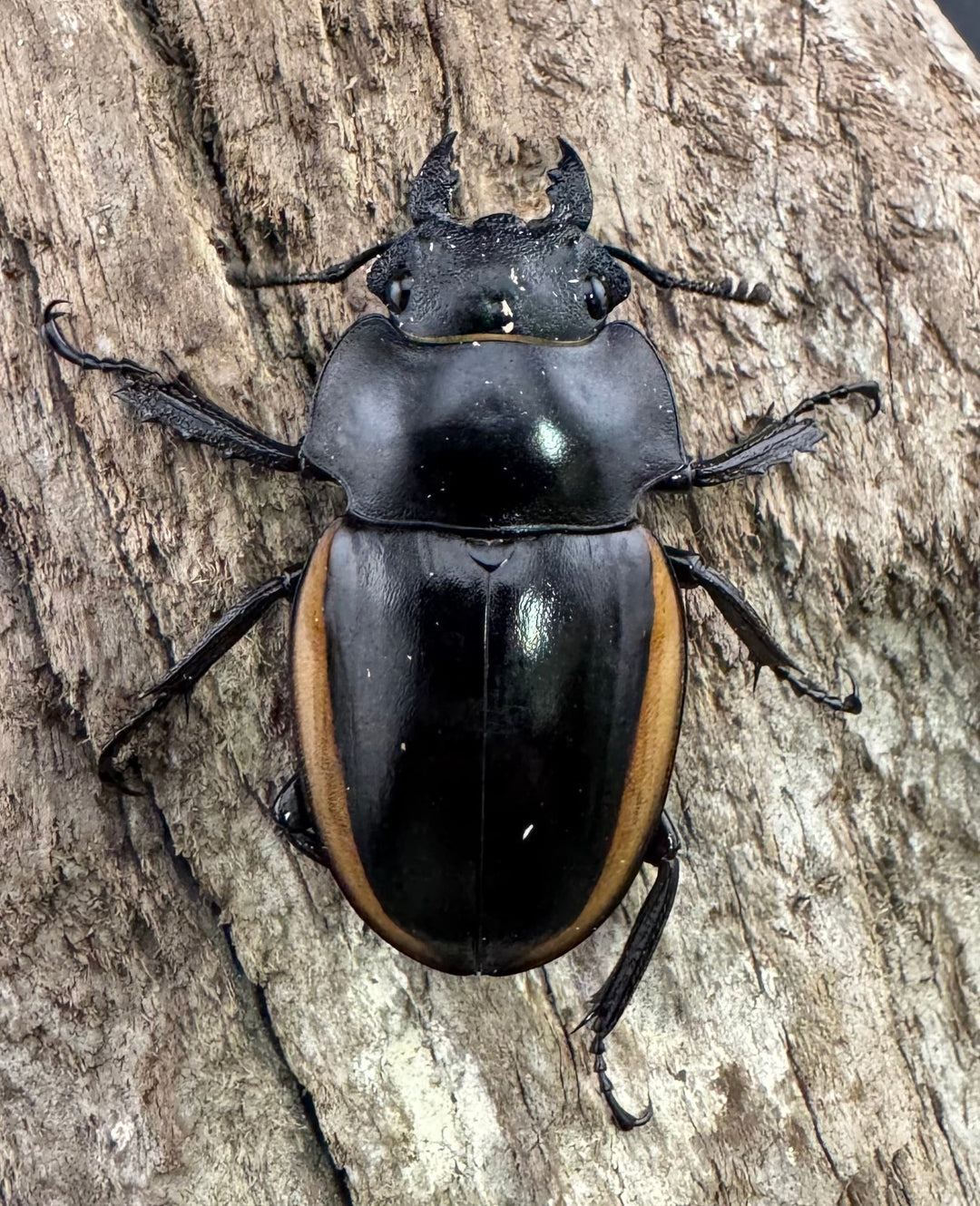 【WD】《クベラツヤクワガタ亜種sinensis ラオス産 81mm Bペア》