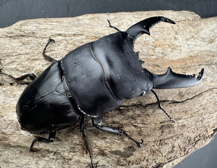 【WD】《ミンダナオヒラタ マラグサン産 93mm ペア》