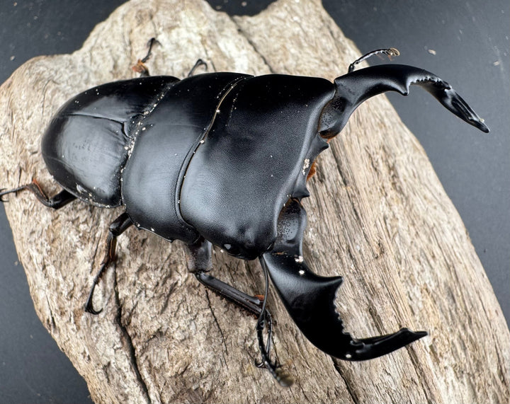 【WD】《ダイオウヒラタ 東ジャワ産 82.5mm ペア》