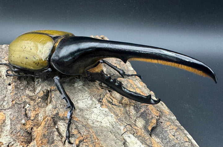 《ヘラクレス・ヘラクレス 143mm ペア》