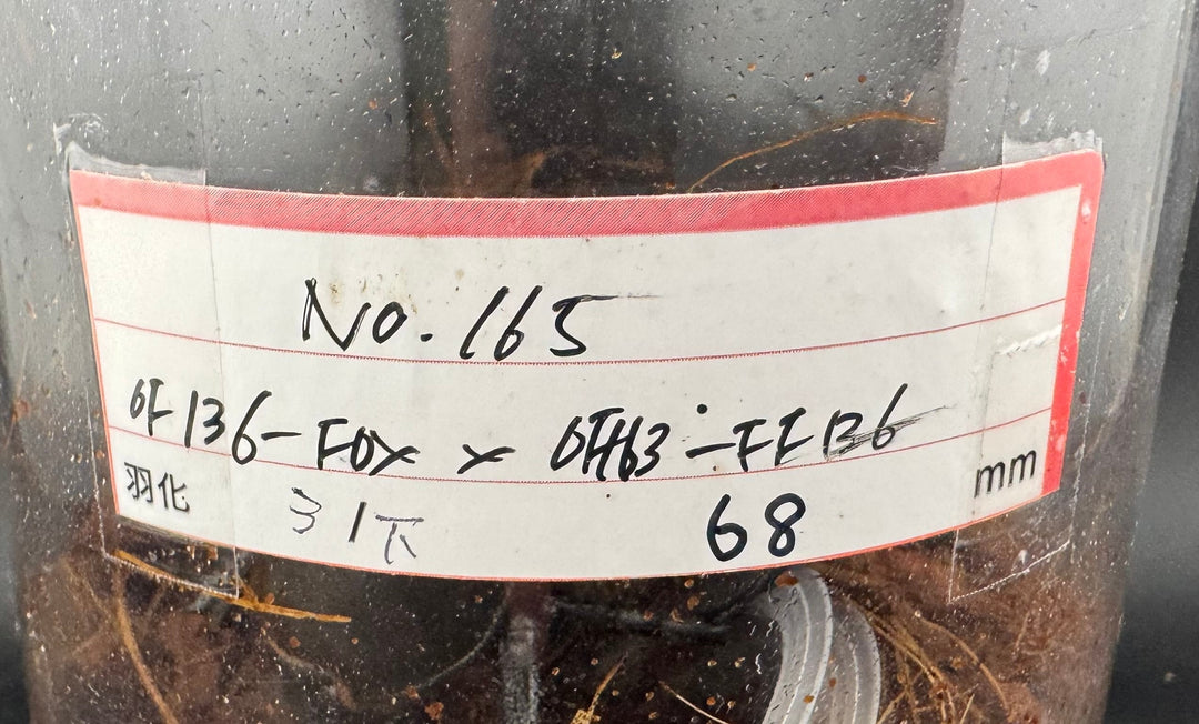 即ブリ《ヘラクレス・ヘラクレス 優良血統 144mm ペア》