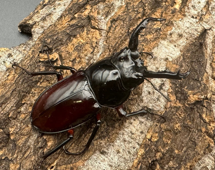 【WD】《オーベルチュールクロツヤシカ 50mm ペア》