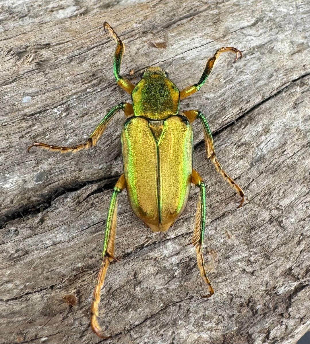 《ホソカブトハナムグリ ペア》②