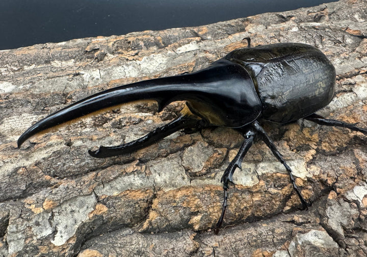 《ヘラクレス・ヘラクレス 137.5mm ペア》