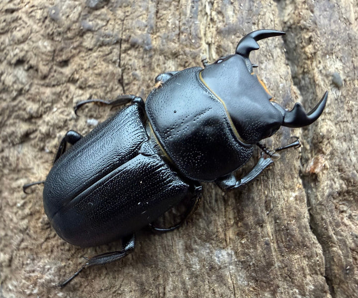 【WD】《ドルクス zhouchaoi（メンシウス ssp.） 26mm ペア》