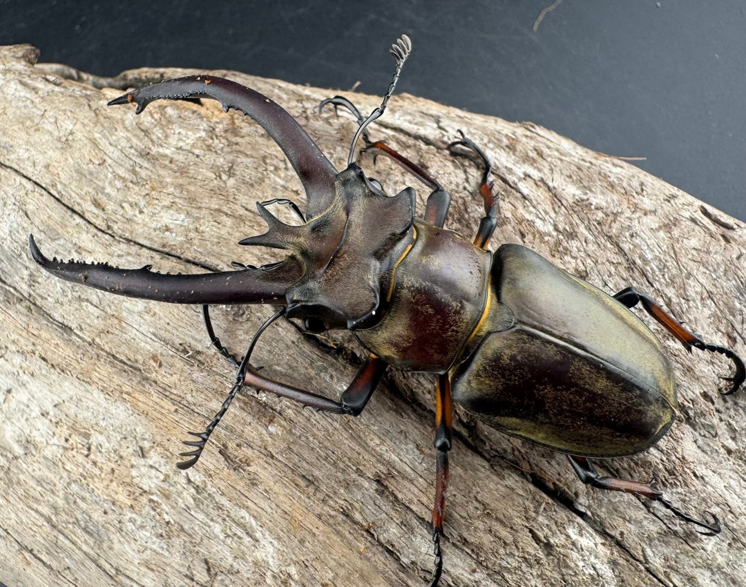 【WD】《プラネットミヤマクワガタ 81.5mm ペア》