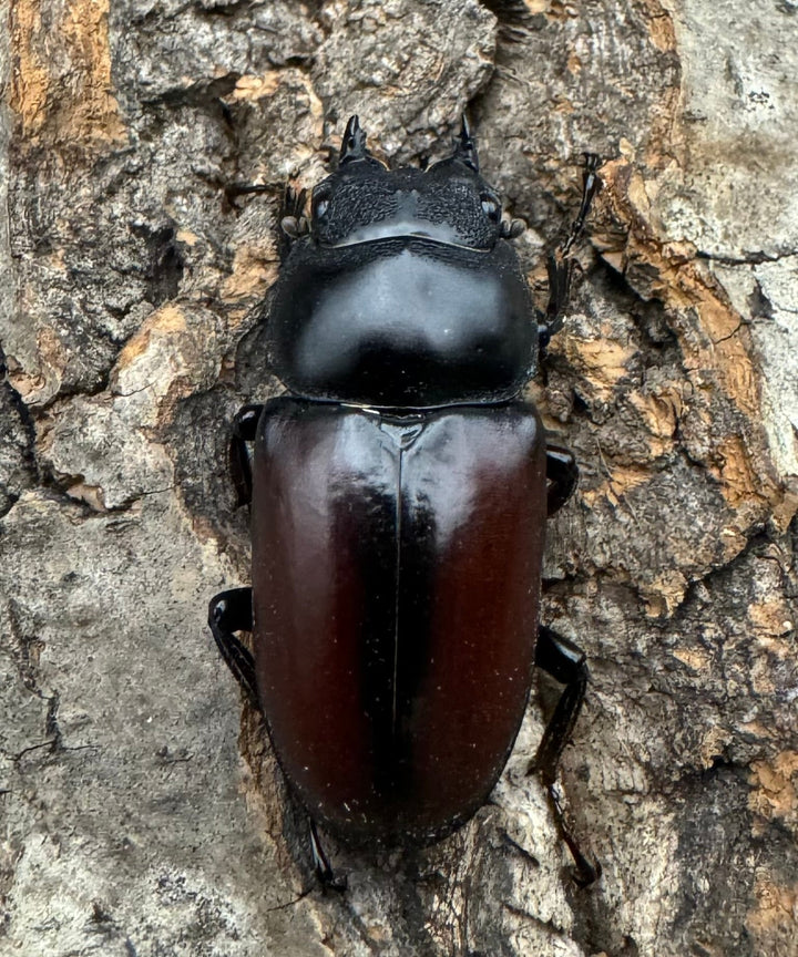 【WD】《ドンキエルコクワ原名亜種 チベット産 36mm ♀単》