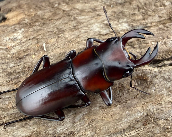 【WD】《アカヘリセスジ 27mm ペア》