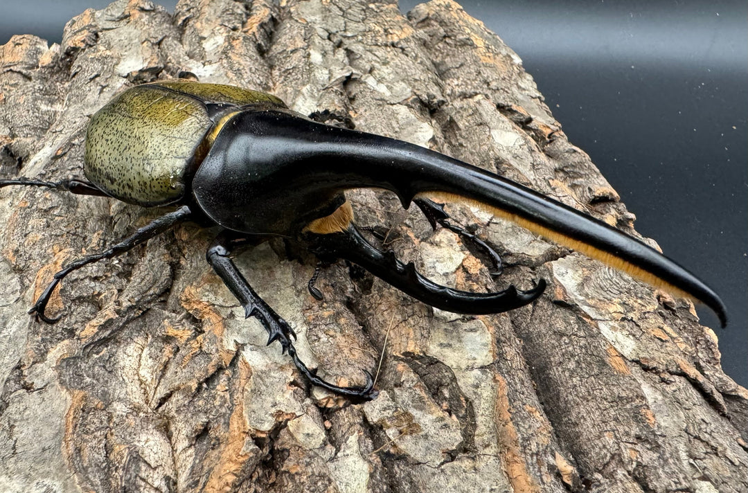 《ヘラクレス・ヘラクレス 135mm ペア》