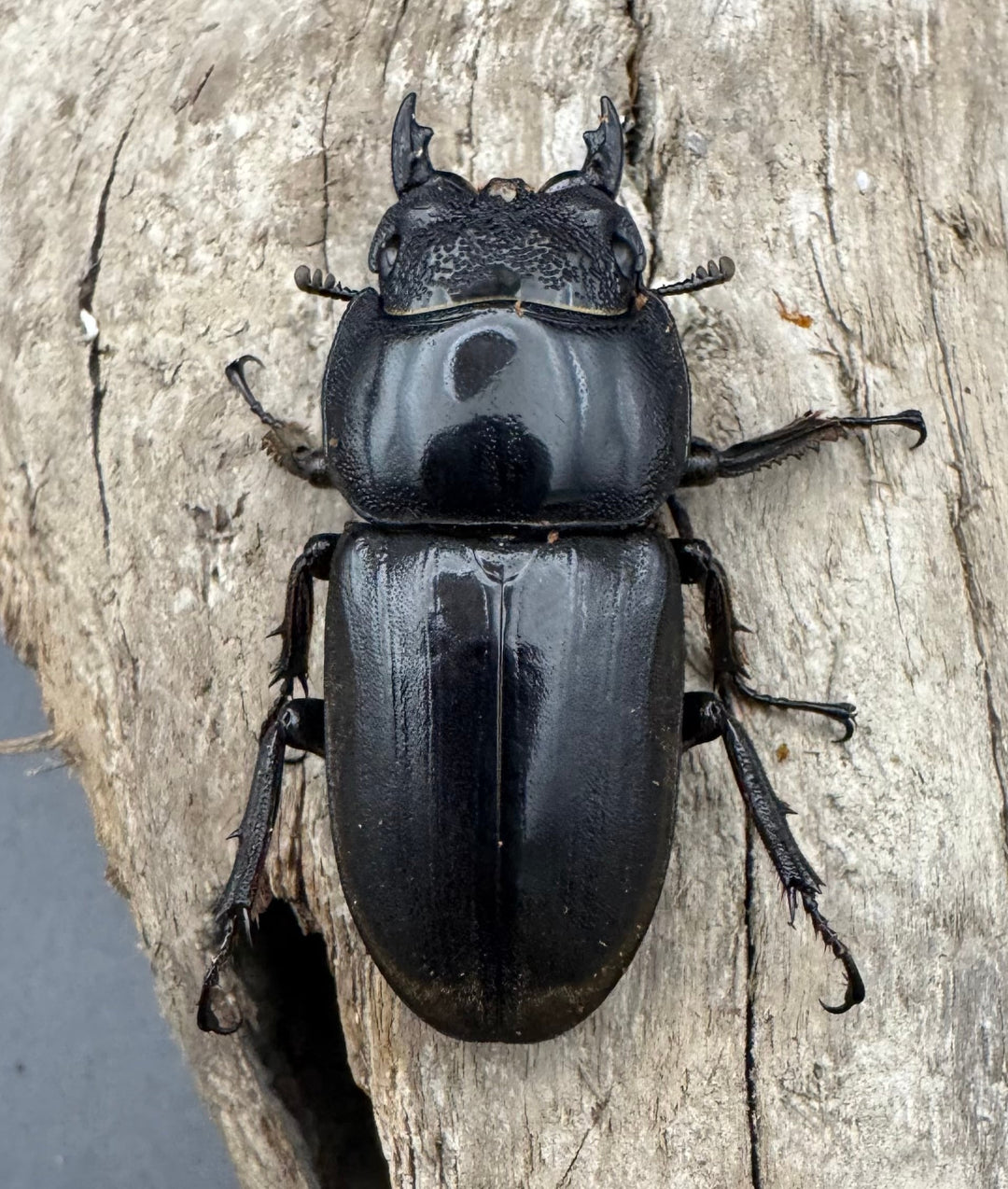 【WD】《西ペレンヒラタ（スラウェシオオヒラタ） 92.5mm ペア》