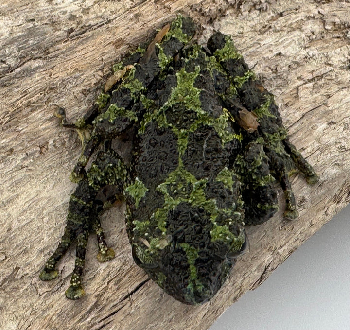 【WC】《コガタコケガエル アダルト ペア》