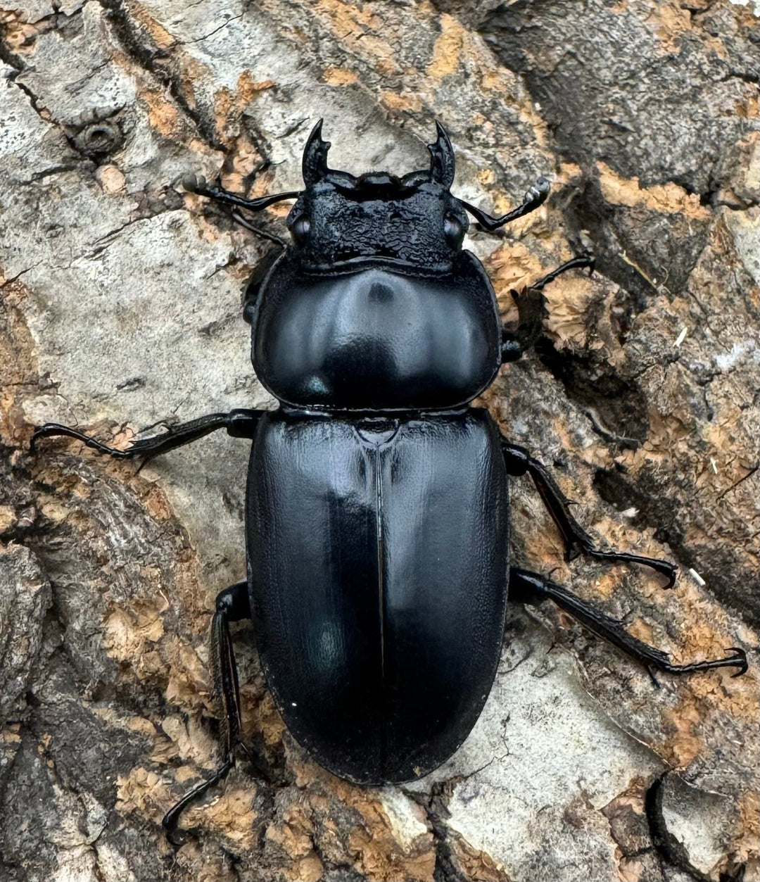 《マレーアンタエウス ゲンティンハイランド産 61mm ペア》