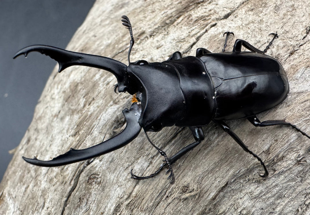 【WD】《ブッダノコギリ亜種patricius パロロ パル産 51.5mm ペア》