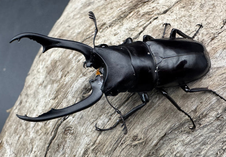 【WD】《ブッダノコギリ亜種patricius パロロ パル産 51.5mm ペア》