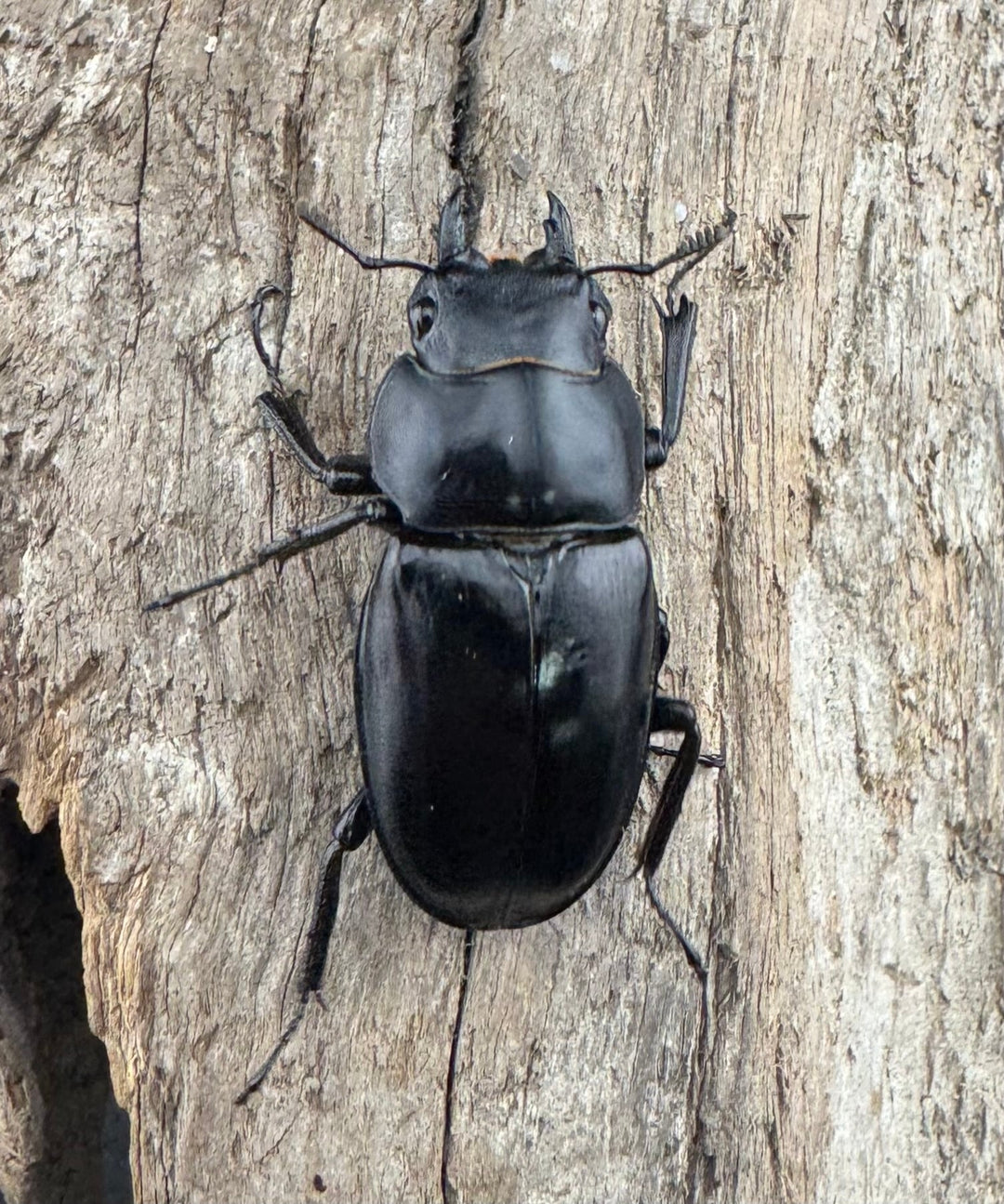 《ボーリンフタマタ亜種バミノルム 57mm ♂♀♀トリオ》