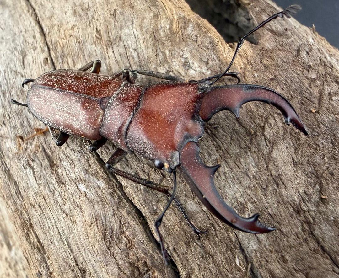 【WD】《スズムラホソアカ ロハス産 36mm A’品ペア》