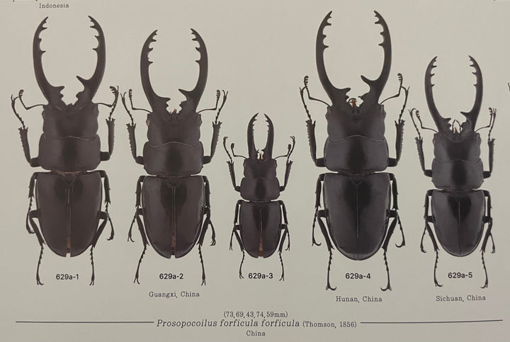 【WD】《フォルフィクラノコギリ（マルバネノコギリ） 55mm A’品ペア》