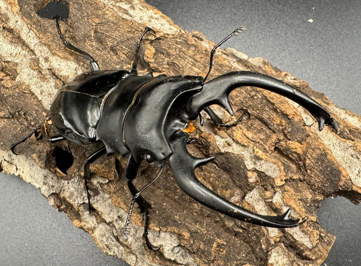 【WD】《インターメディアツヤクワガタ 91.5mm ペア》