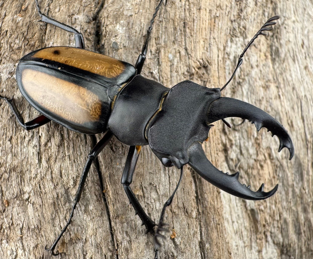 【WD】《パリーミヤマクワガタ 41.5mm ペア》