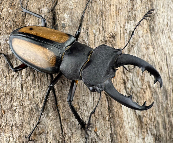 【WD】《パリーミヤマクワガタ 41.5mm ペア》